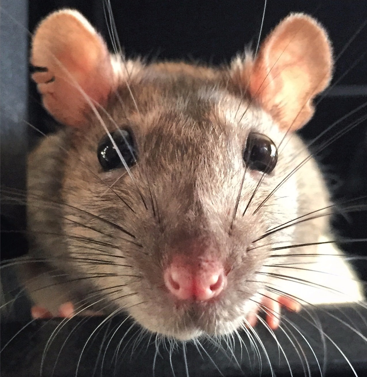 Почему крыса чихает: что делать, если чихает с кровью и хрюкает, как лечить чиханье у домашнего декоративного грызуна