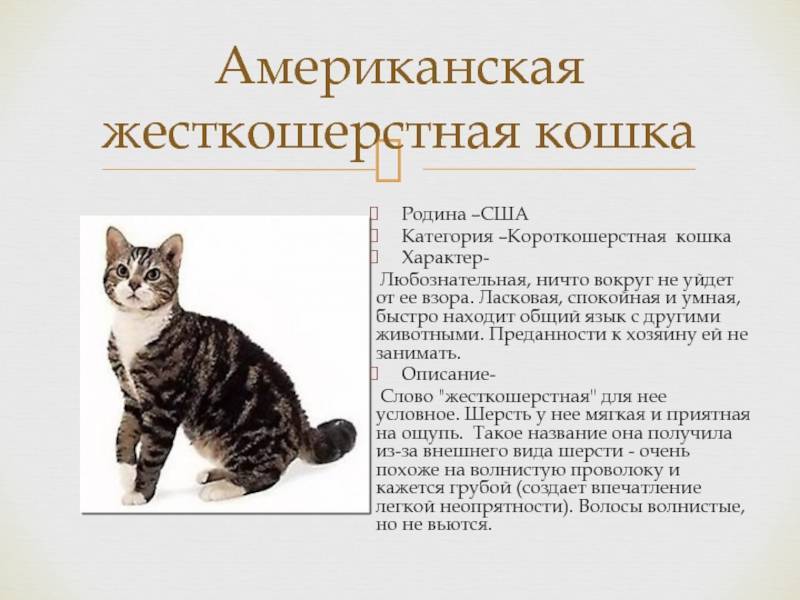 Анатолийская кошка – гордость турции
