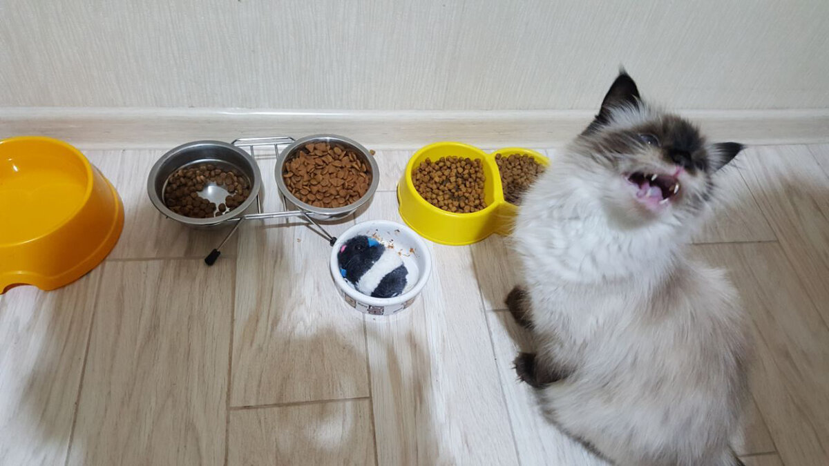 5 причин почему кот перестал есть сухой корм - что делать