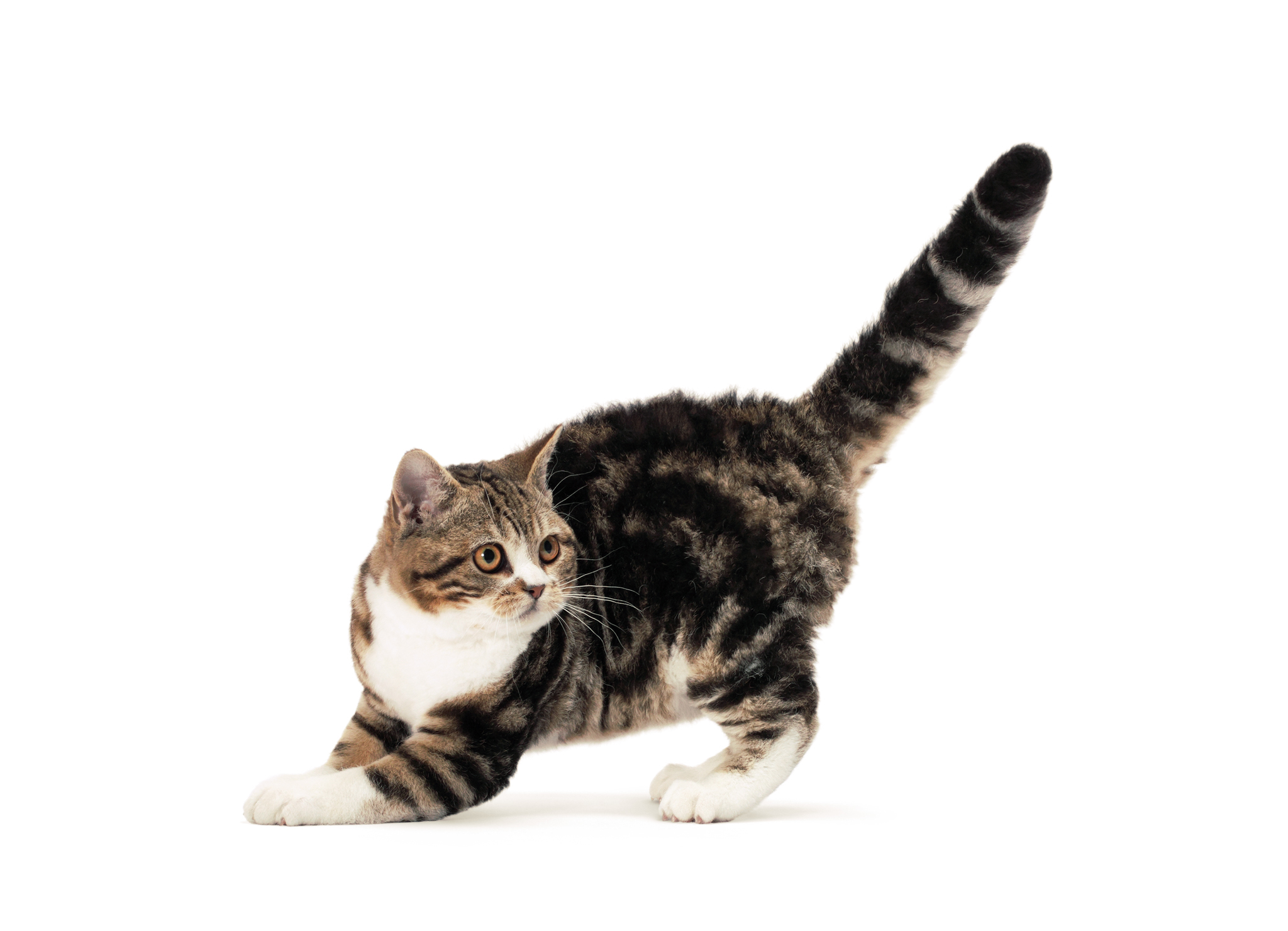 Американская жесткошерстная - происхождение, особенности поведения и содержание | породы кошек