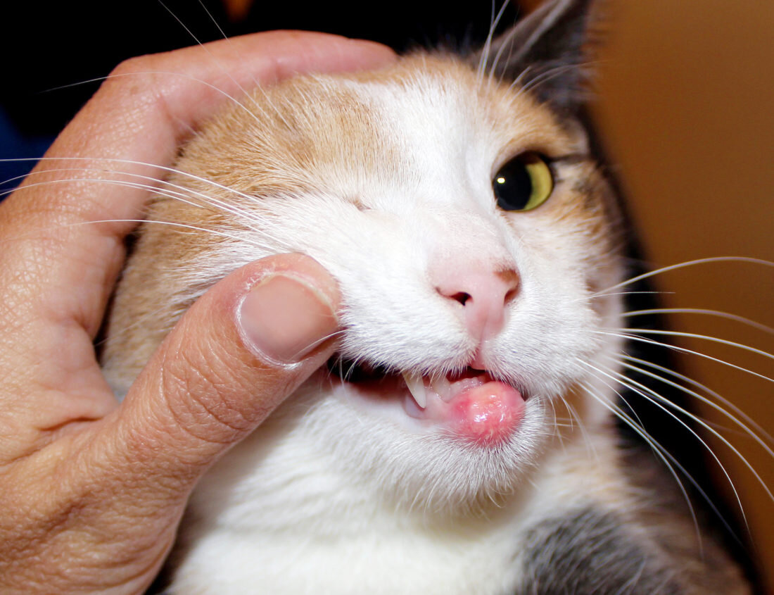 Как диагностировать и лечить язвы во рту у кошек