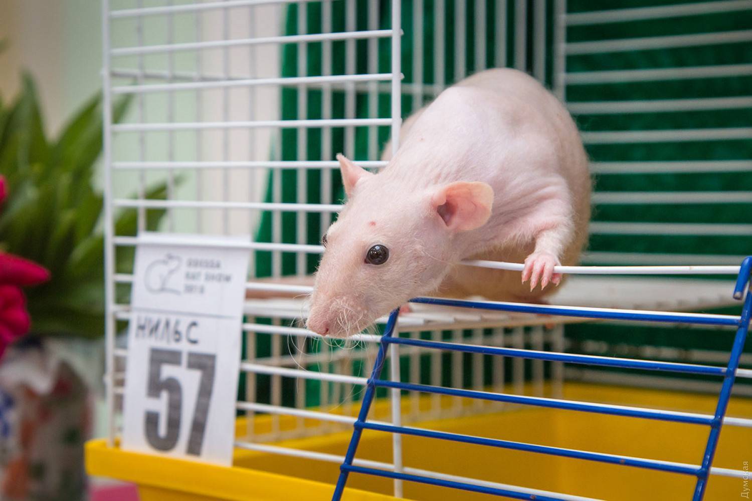 Стоимость декоративных крыс: преимущества и недостатки покупки в зоомагазине