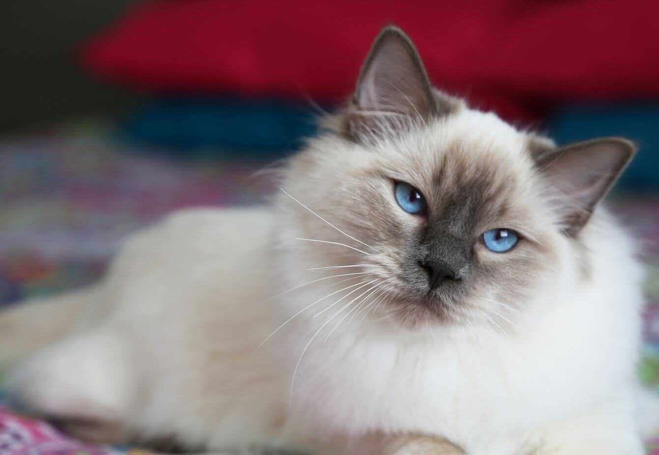 Балинезийская кошка: описание породы, уход за питомцем в домашних условиях