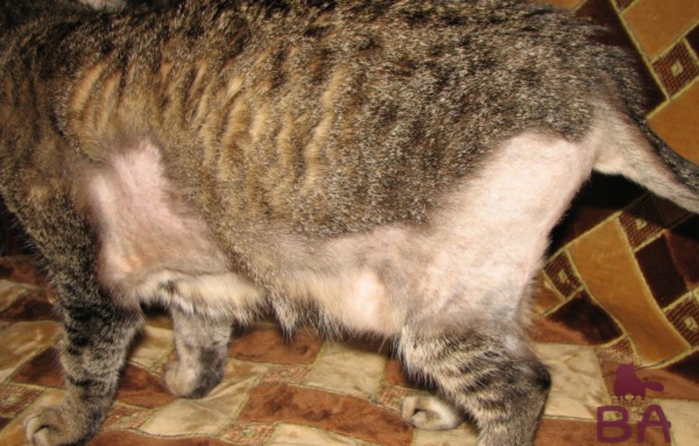 3 причины почему лысеет кошка - симптомы и лечение