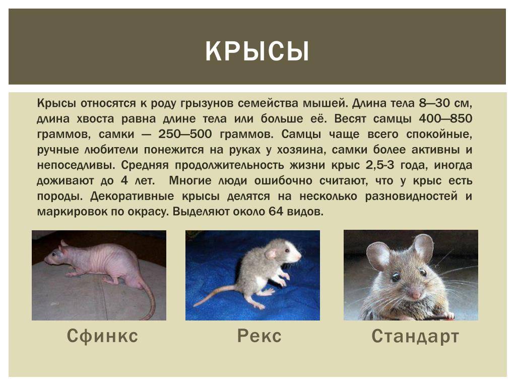 Сколько живут домашние крысы разных пород? | mnogoli.ru