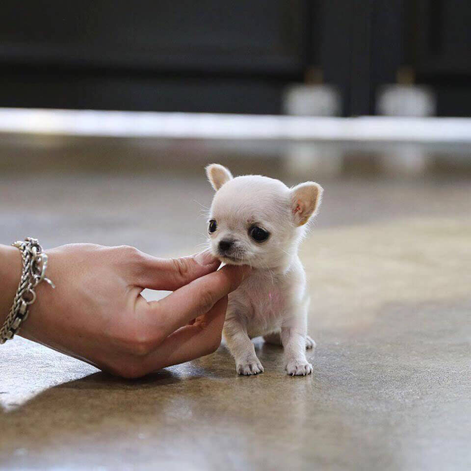 Самая маленькая собака в мире — порода собачки, фото
