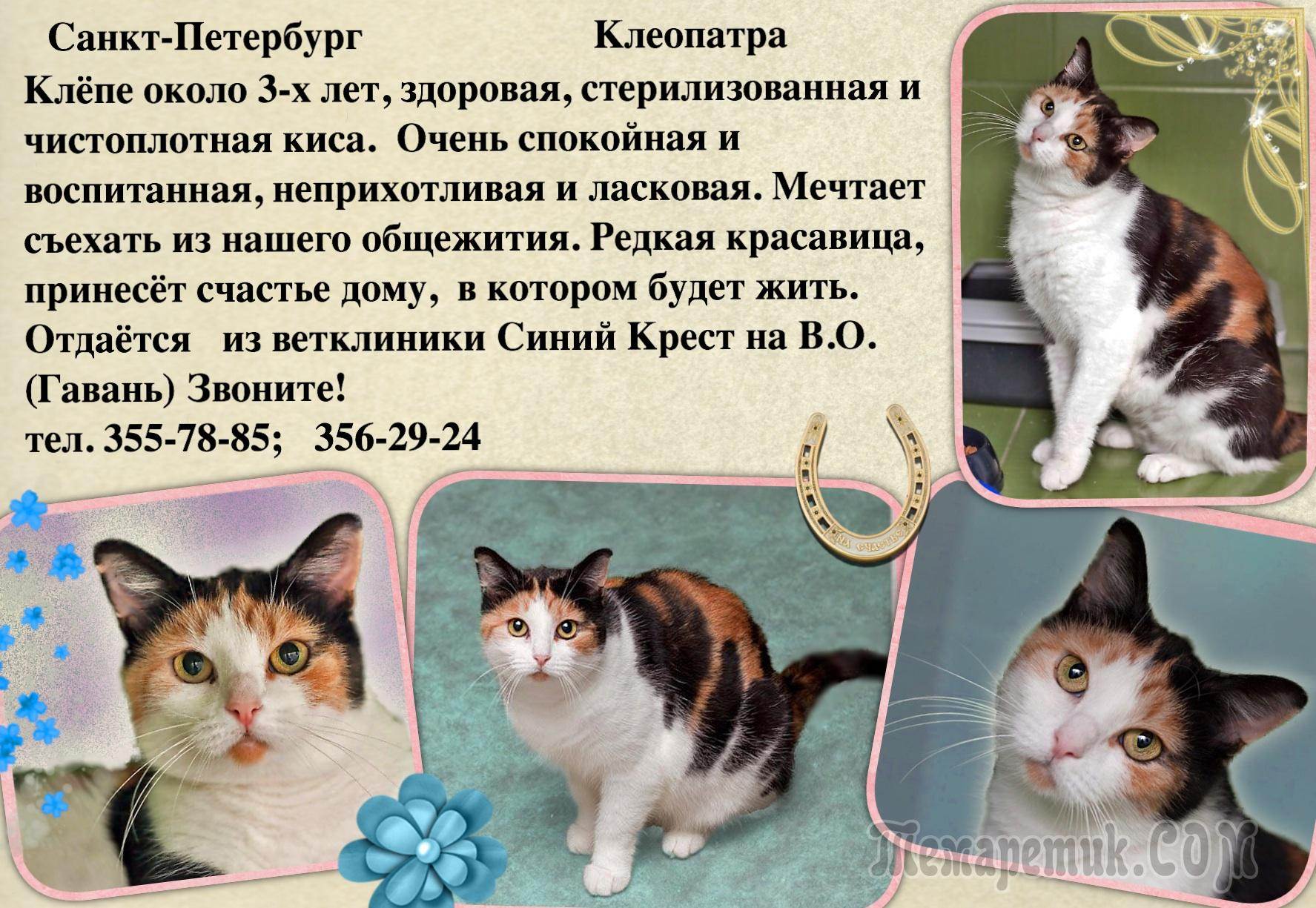 Приметы и суеверия, связанные с кошками черепахового окраса в доме: верно ли, что трехцветные питомицы приносят счастье?