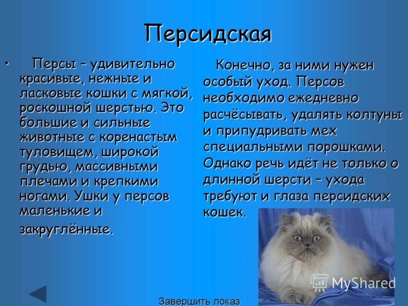 Какие породы кошек самые ласковые и добрые и умные: фото (список, отзывы)