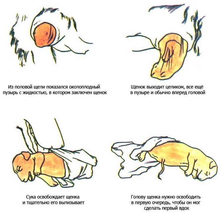 Ложная беременность у собаки – топ 13 симптомов, сколько длится, лечение