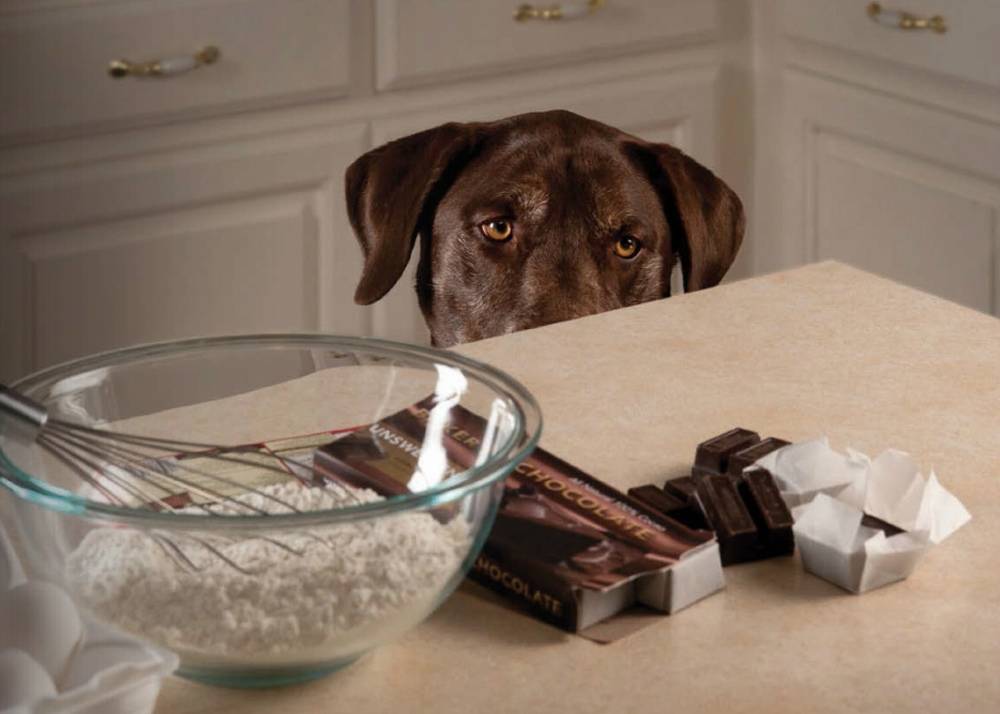 Можно ли собакам шоколад: почему нельзя, что делать если съела