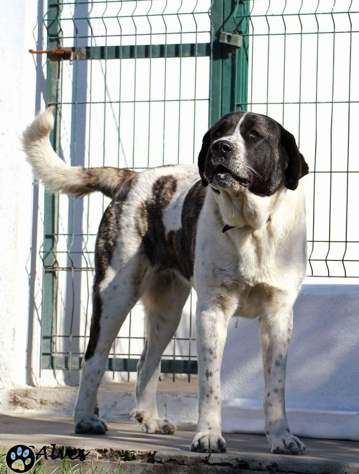 Португальская водяная собака википедия