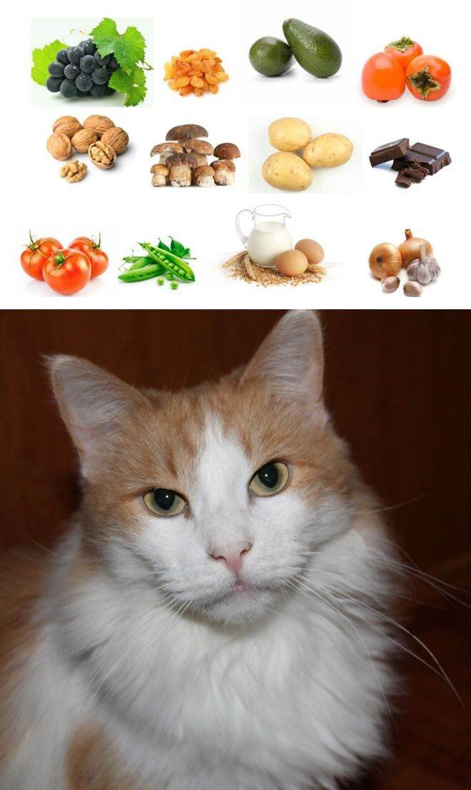 Можно ли кошкам орехи? | что будет если котенок съест орех