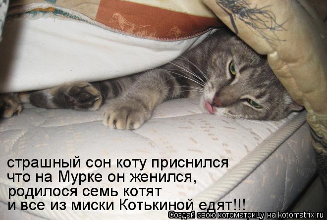 К чему снятся коты во сне мужчине. Сонник кот. Что снится коту. Стих про сон кота.