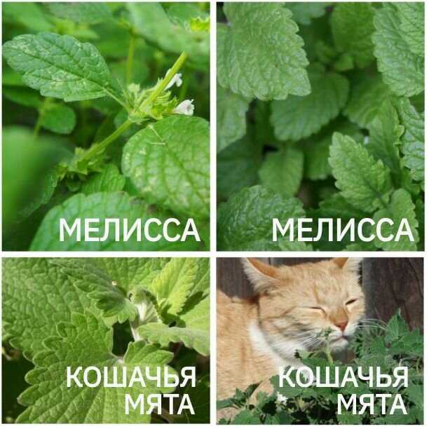 Кошачья мята