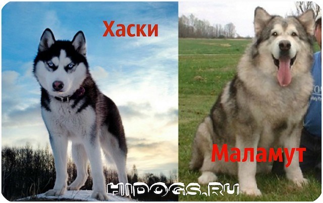 В чем заключаются отличия собак породы маламут и хаски, как правильно определить собаку по внешним признакам и поведению