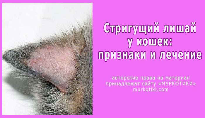Лечение лишая у кошек: препараты и средства для обработки животного в домашних условиях - animallist.ru