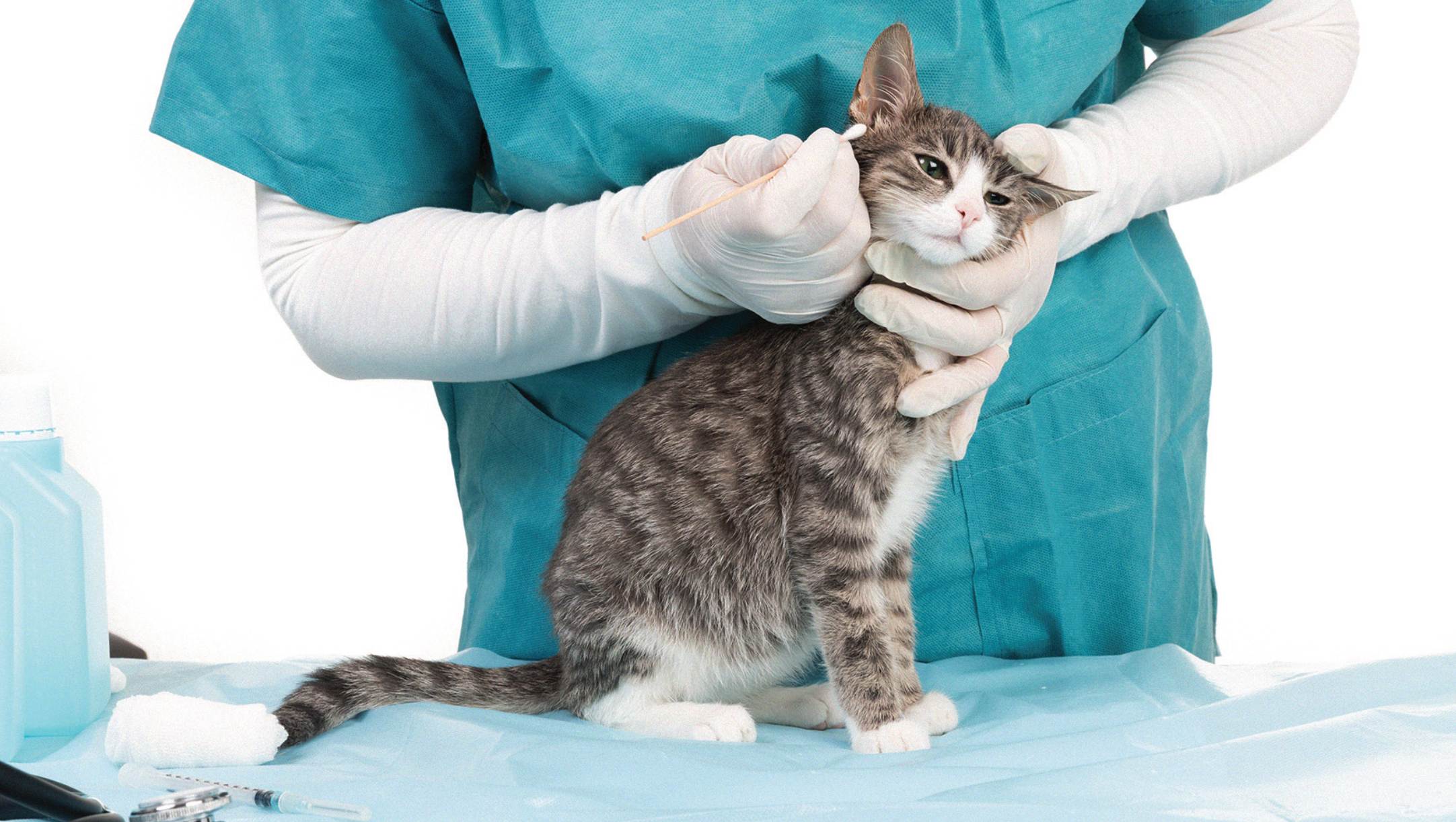 Ушной клещ у кошек: как выявить паразита и защитить от него своего питомца - kot-pes