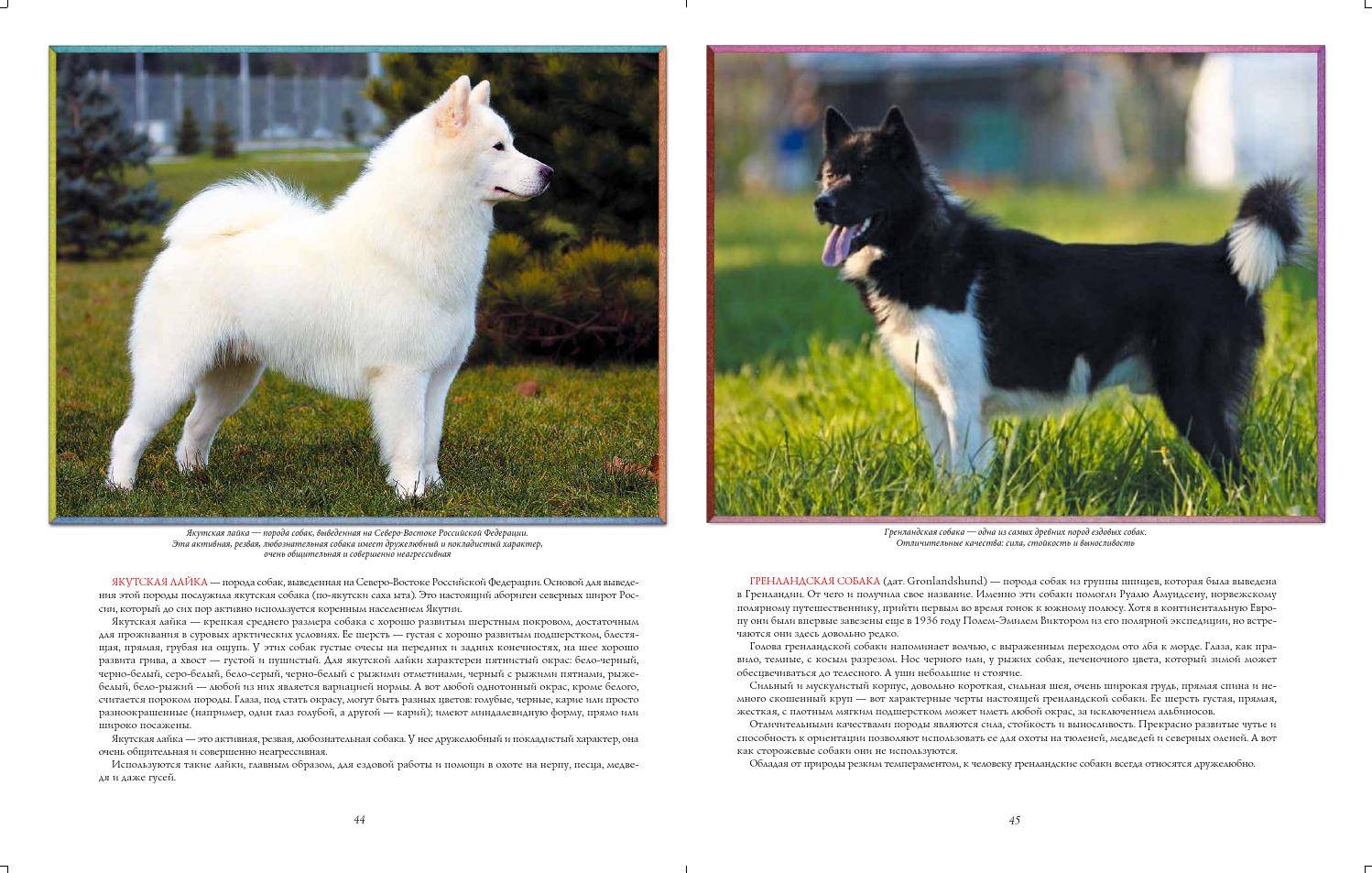 ᐉ описание породы собак якутская лайка с отзывами владельцев - zoogradspb.ru