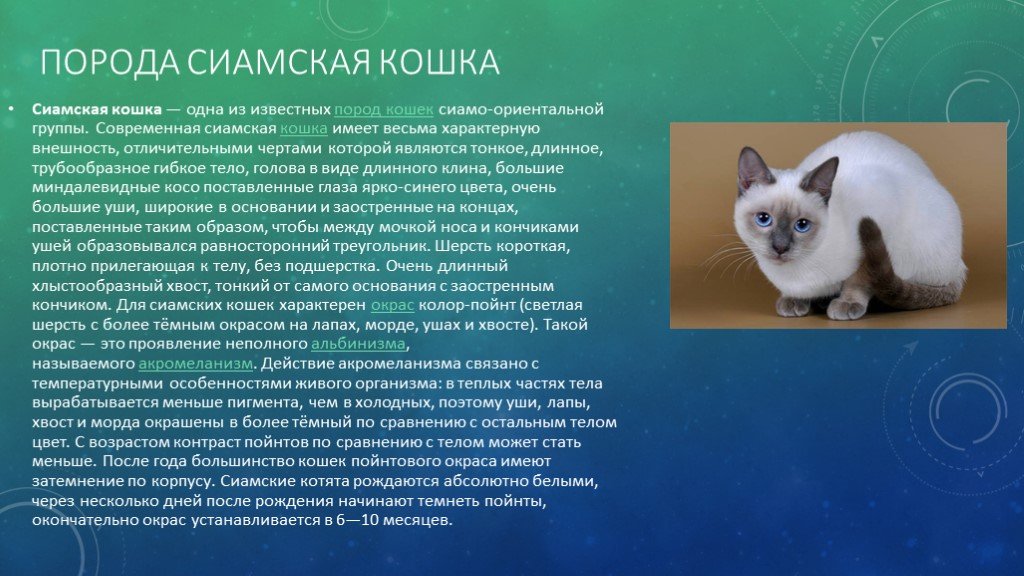 Экзотическая кошка (экзот): короткошерстная порода, фото, описание, окрасы, характер, рекомендованные корма, отзывы владельцев, сколько лет живут?