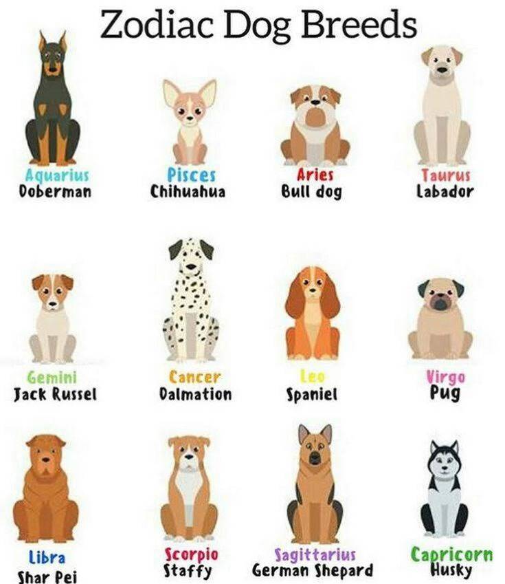 Порода собак по знаку зодиака: список знаков и пород