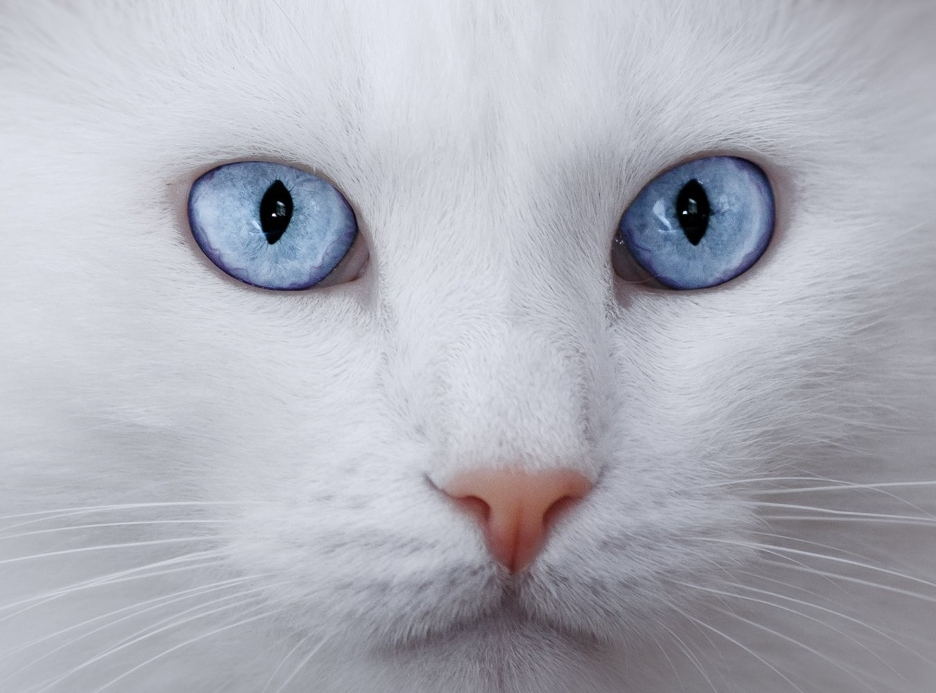 Белые кошки: топ-9 пород с фото и описанием