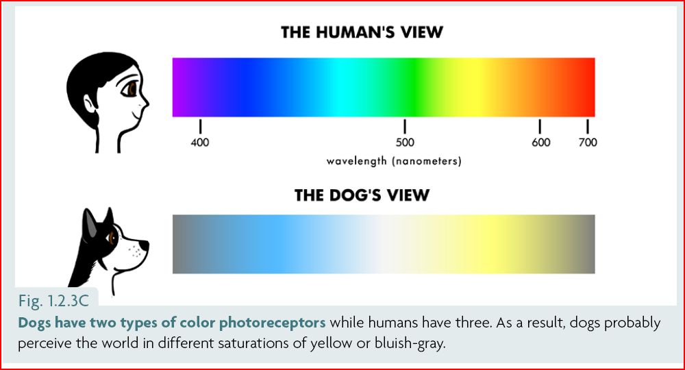 Правда ли, что собаки видят мир в черно-белом свете