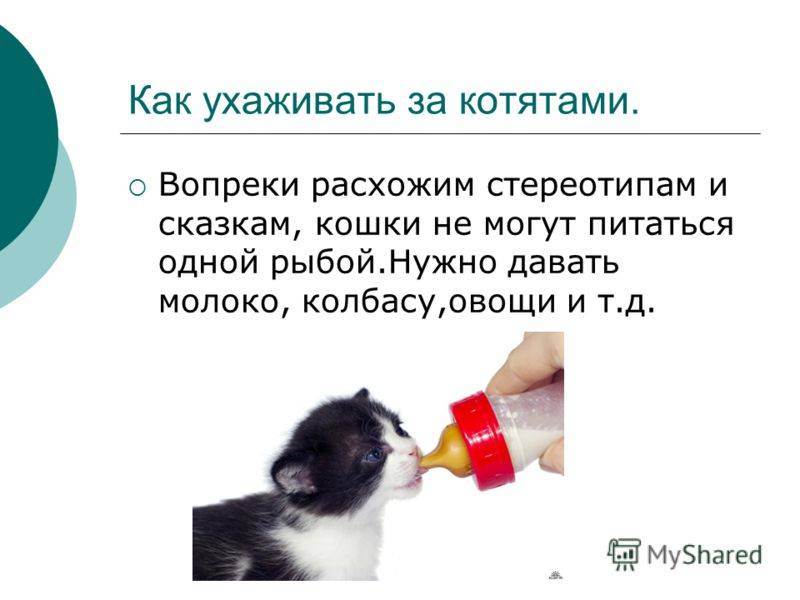 Валерьянка для кошки: как она действует на животное и что будет, если дать ее коту или кошке
