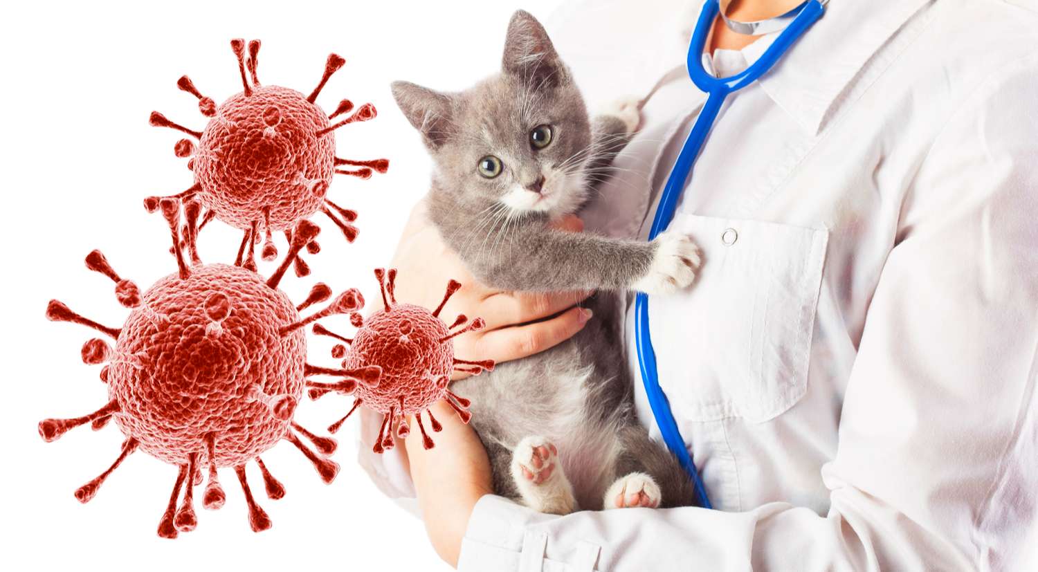 Коронавирусная инфекция у кошек