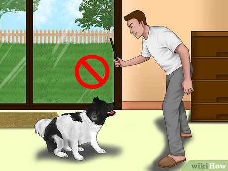 Как наказывать щенка