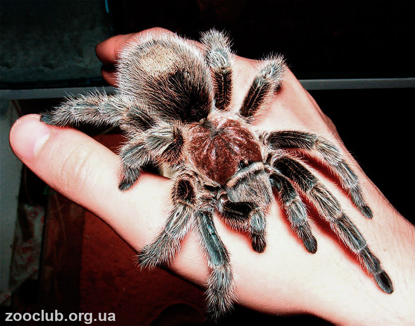 Граммостола розея (grammostola rosea)