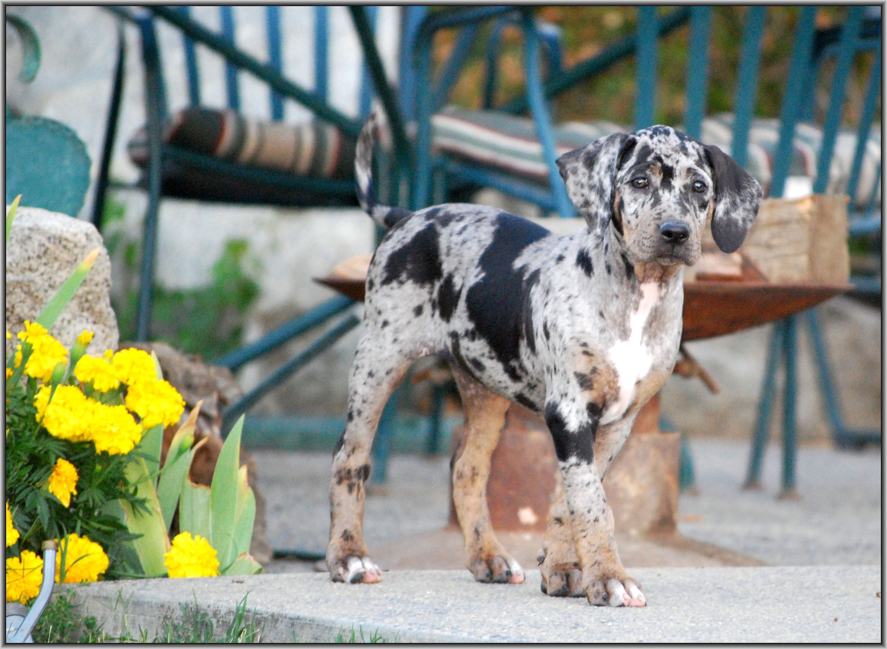 Леопардовая собака катахулы: описание породы