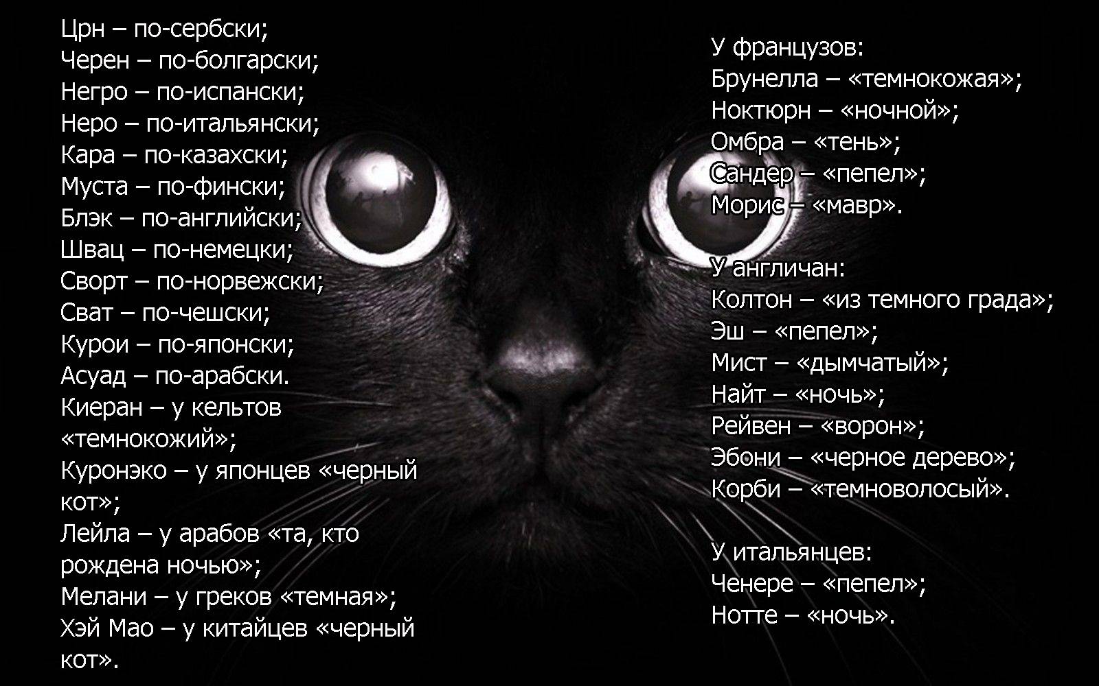 Русские клички | имена для кошек со значением | тайна имени