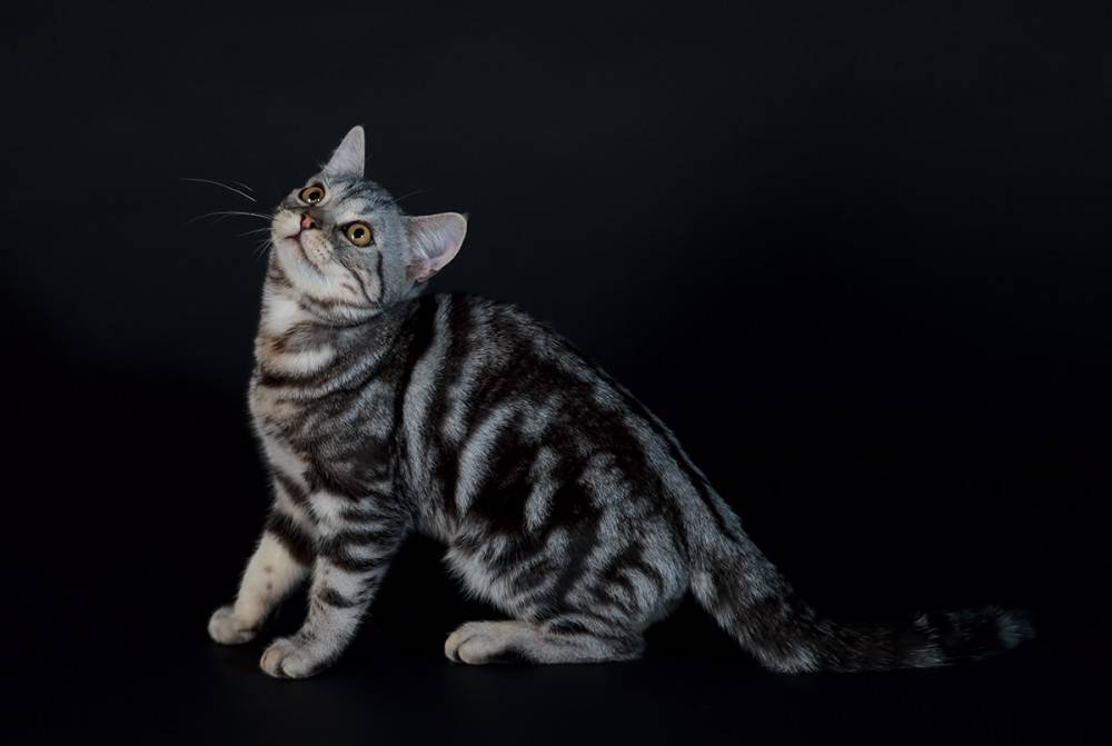 Американская короткошерстная кошка: описание, характеристики, фото - мир кошек