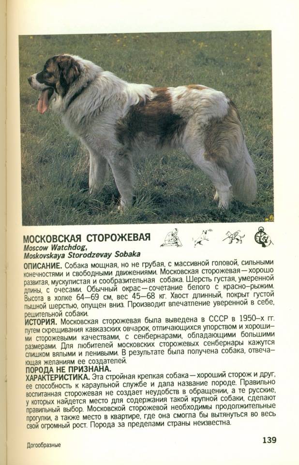 Московская сторожевая: описание, характеристика и фото породы