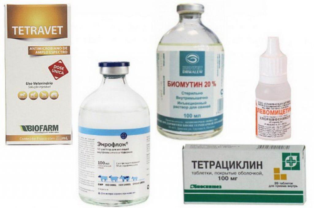 Микоплазмоз у кошек: причины, симптомы, лечение | ваши питомцы