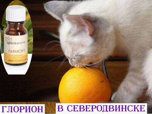 Какие запахи кошки не любят: чем отпугнуть животное в саду и на даче