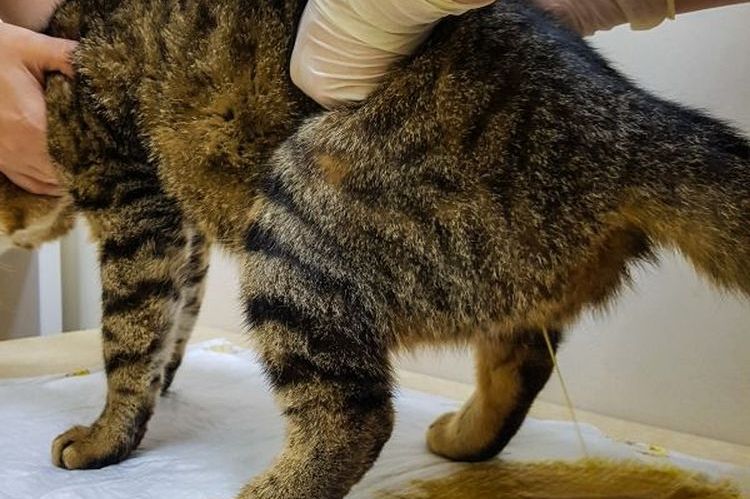 Кошка-спинальник: как ухаживать за частично парализованным животным