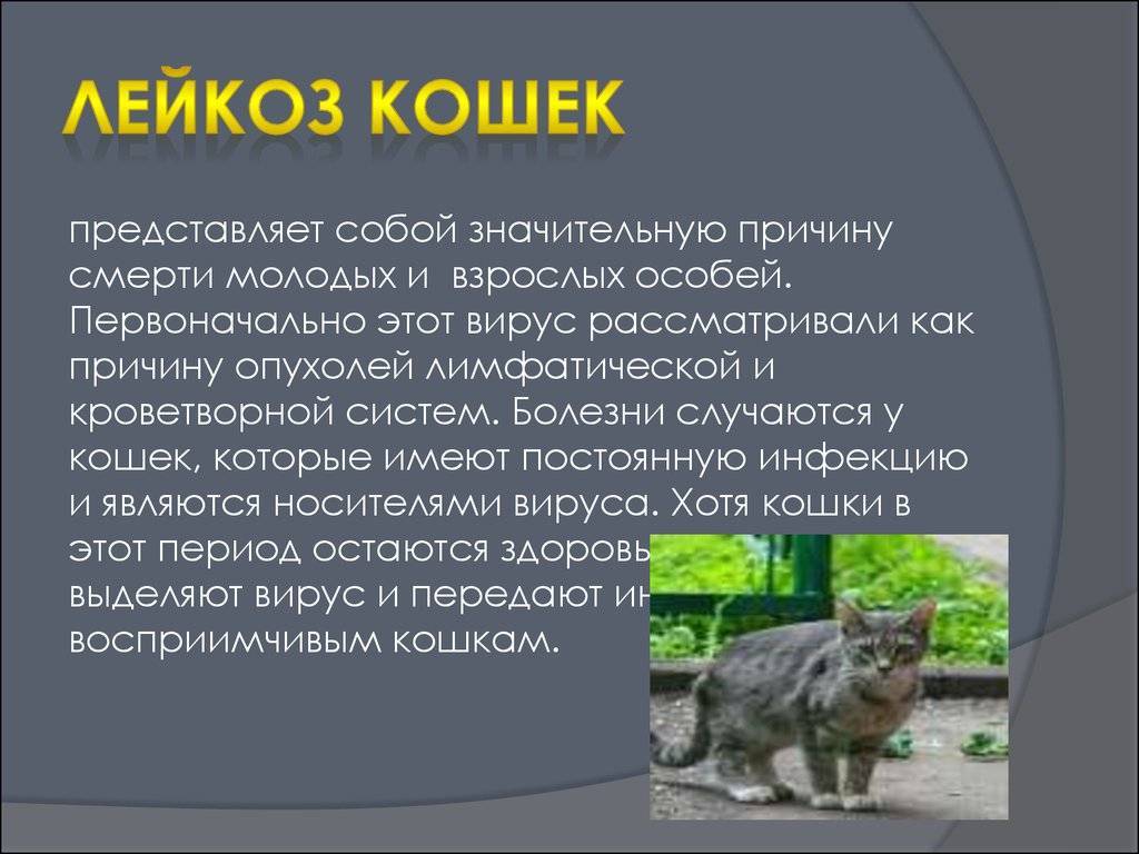 Вирусный иммунодефицит кошек. симптомы, лечение в россии