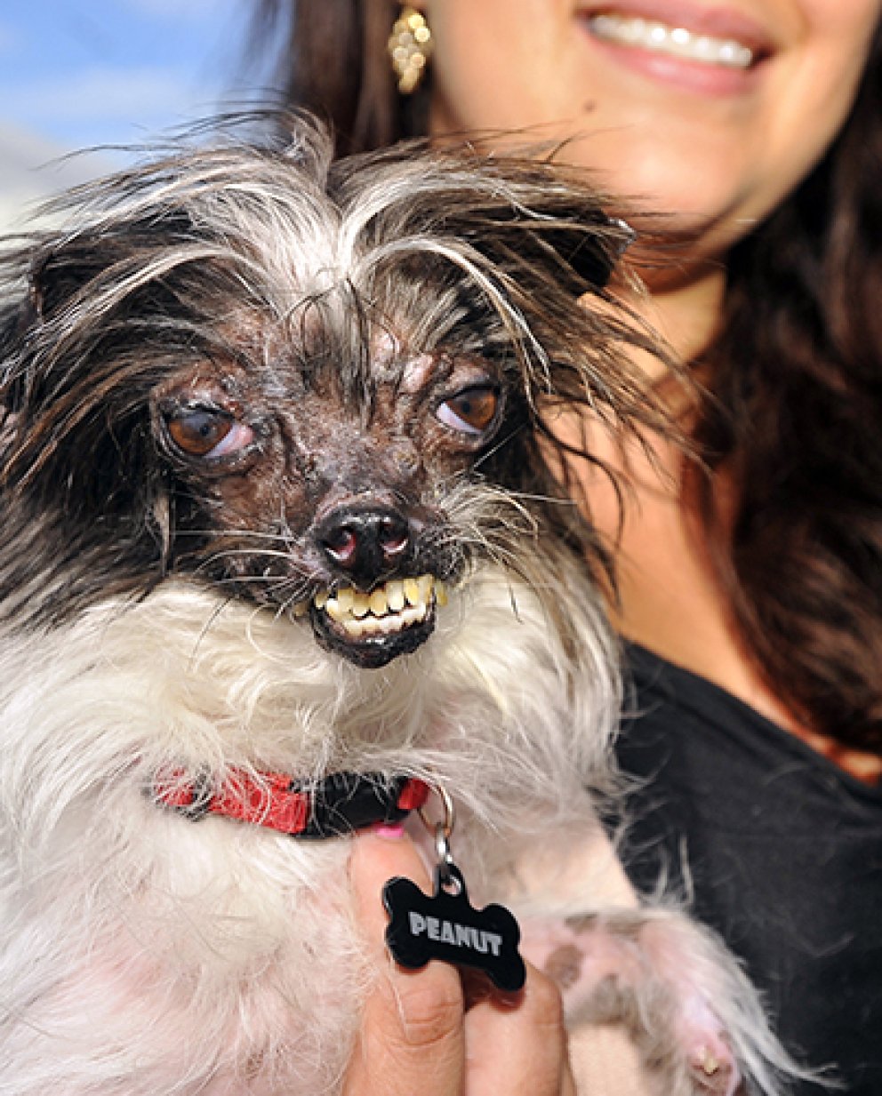 Самая уродливая собака в мире: победители конкурса