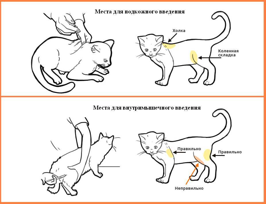 Как делать укол своей кошке
