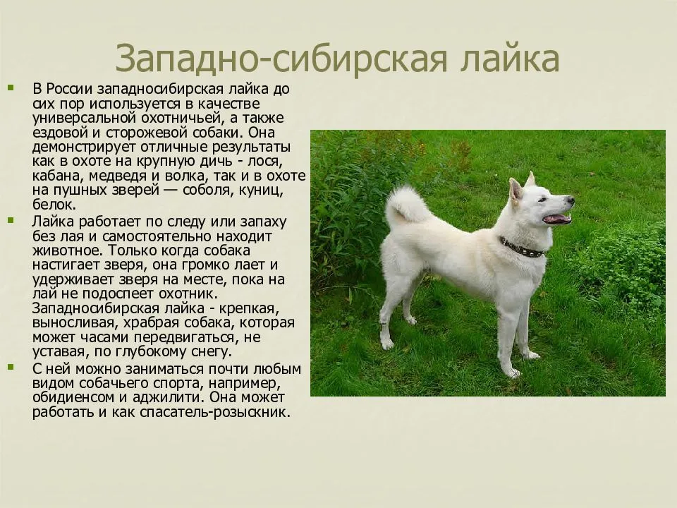 Ханаанская собака описание породы