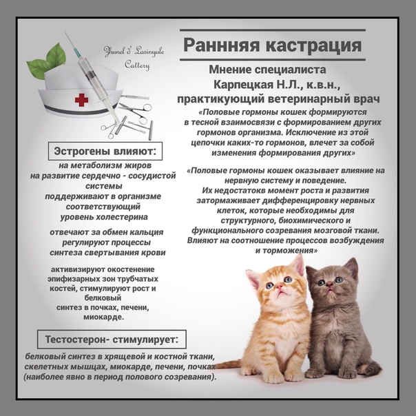 ᐉ может ли кастрированный кот хотеть кошку? - zoomanji.ru