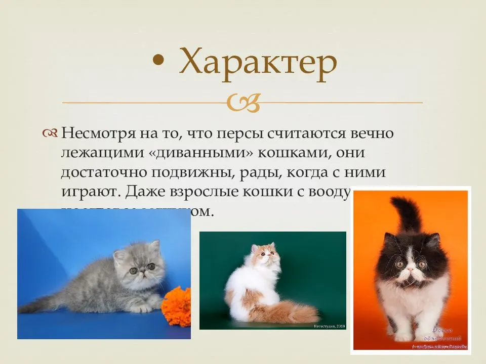 Персидская кошка: описание и уход за животным