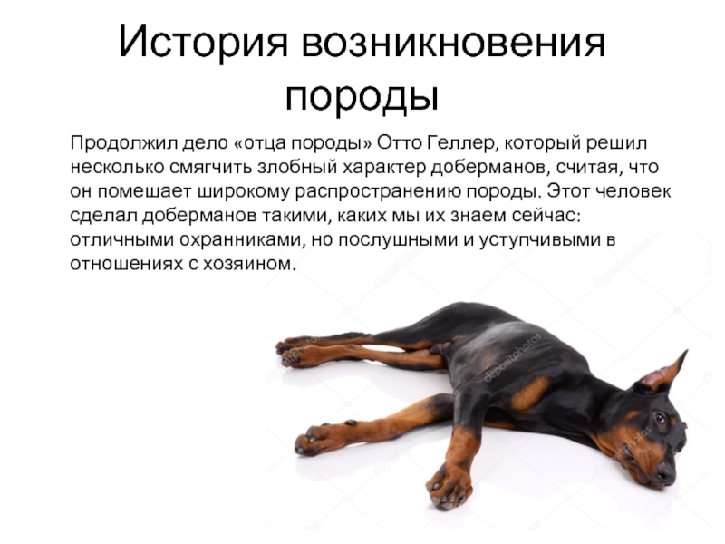 Цвергпинчер — описание породы, отзывы владельцев, «за» и «против» покупки щенка