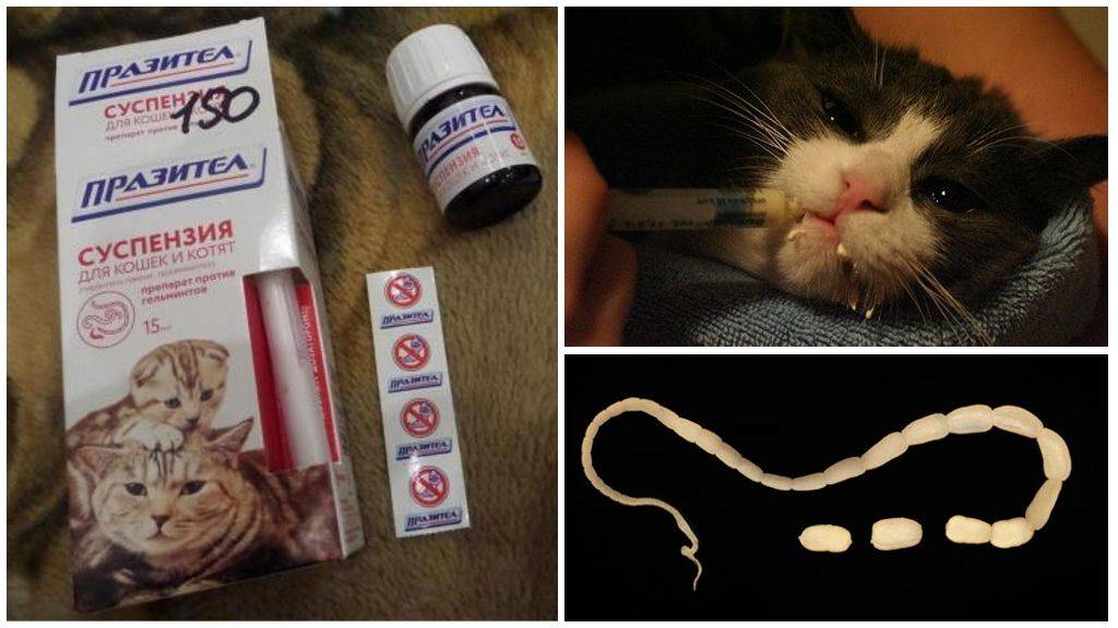 Глисты у кошек - симптомы и лечение