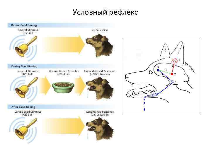 Какие примеры рефлексов животных и человека следует. Собака Павлова условный рефлекс. Условный и безусловный рефлекс у собак.
