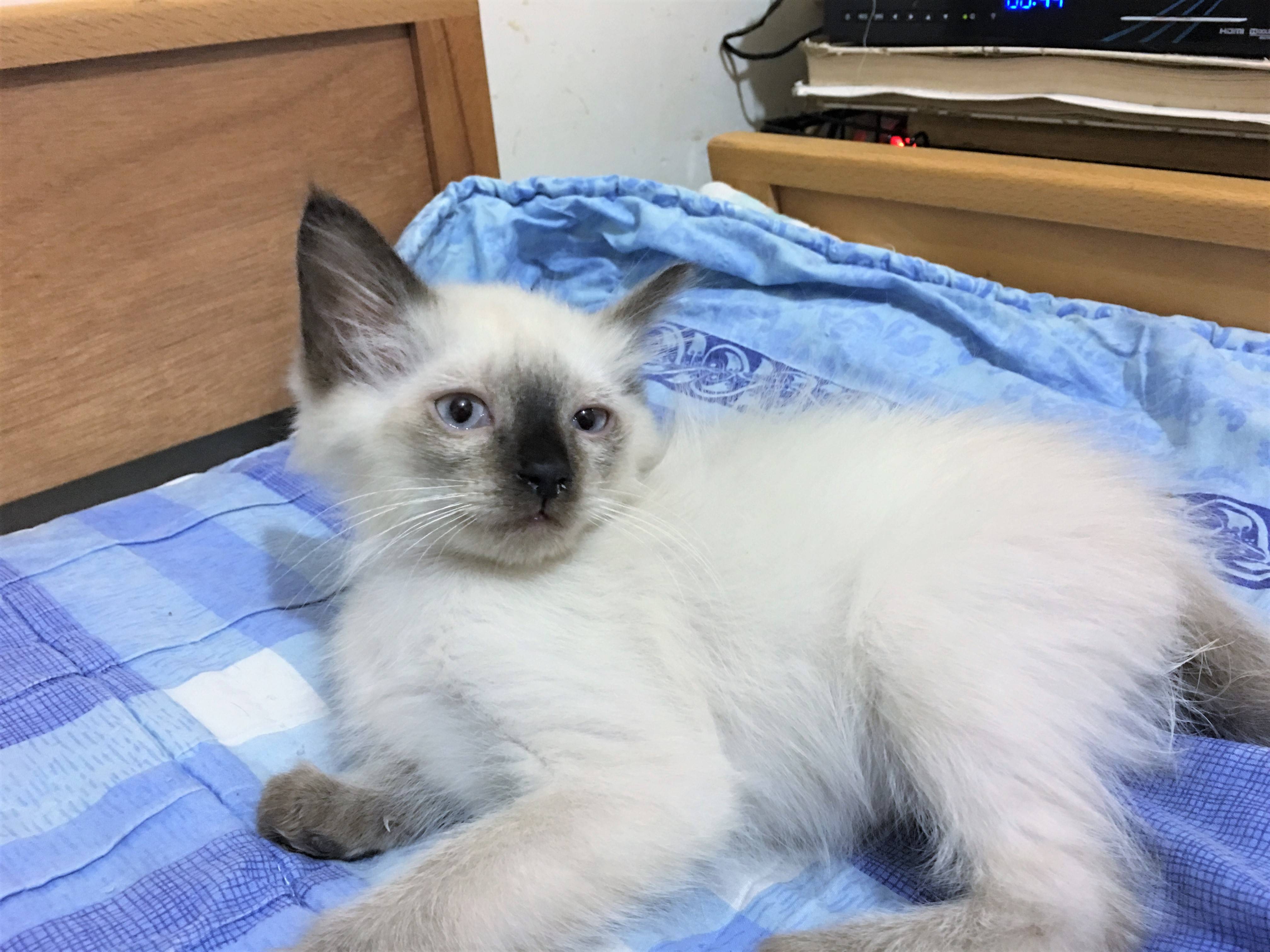 Балинезийская кошка