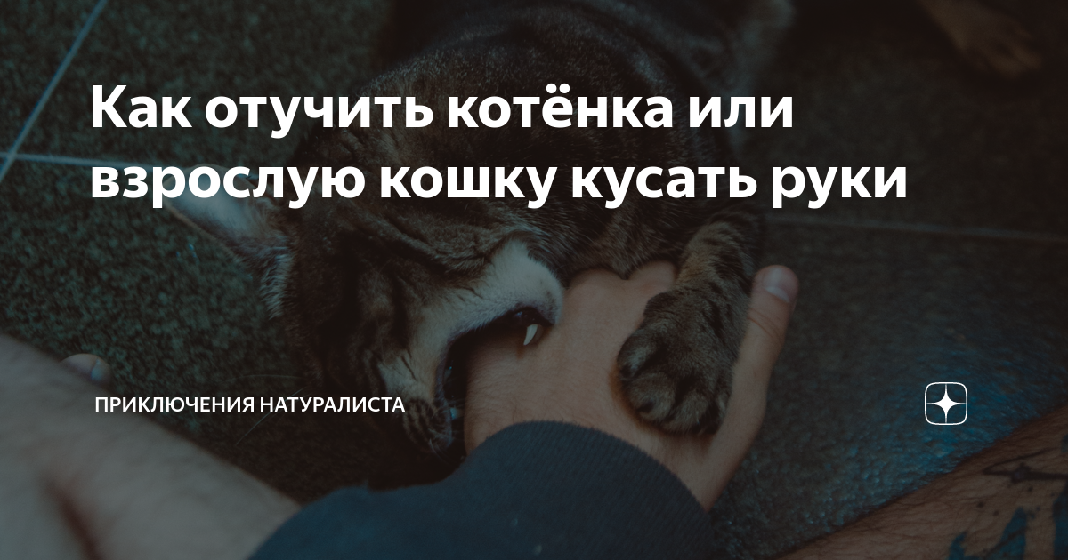 Кот кусает хозяина за ногу
