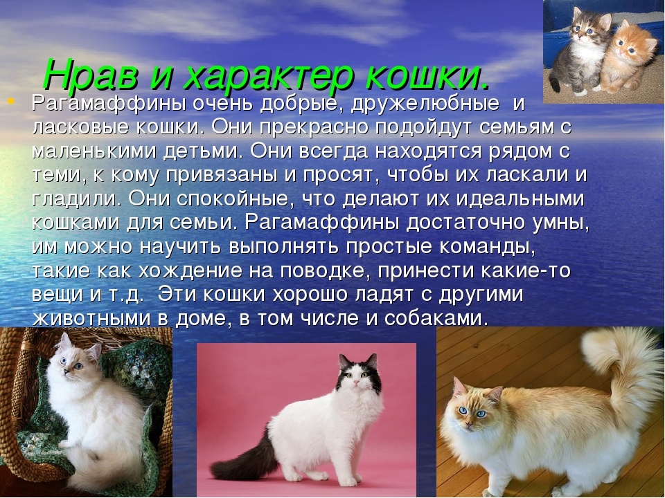 Кошки породы метис: описание видов и характеров