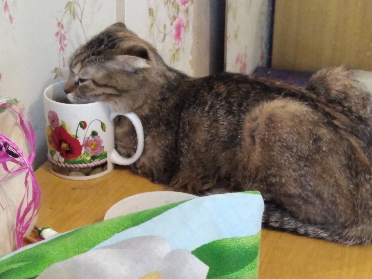 Кошку рвет слюной с белой пеной